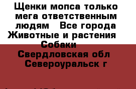 Щенки мопса только мега-ответственным людям - Все города Животные и растения » Собаки   . Свердловская обл.,Североуральск г.